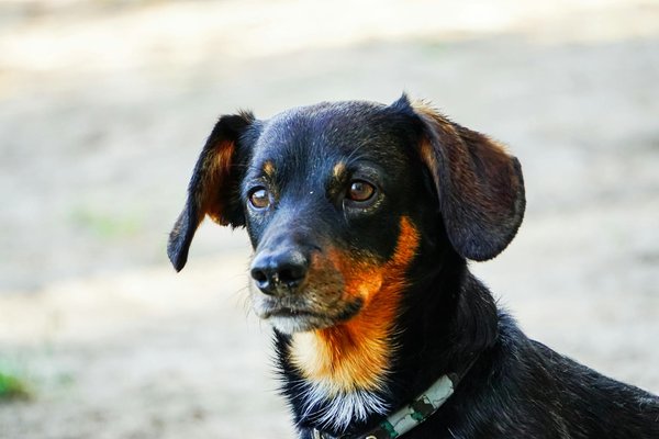 Détection canine des punaises de lit : efficacité inégalée !