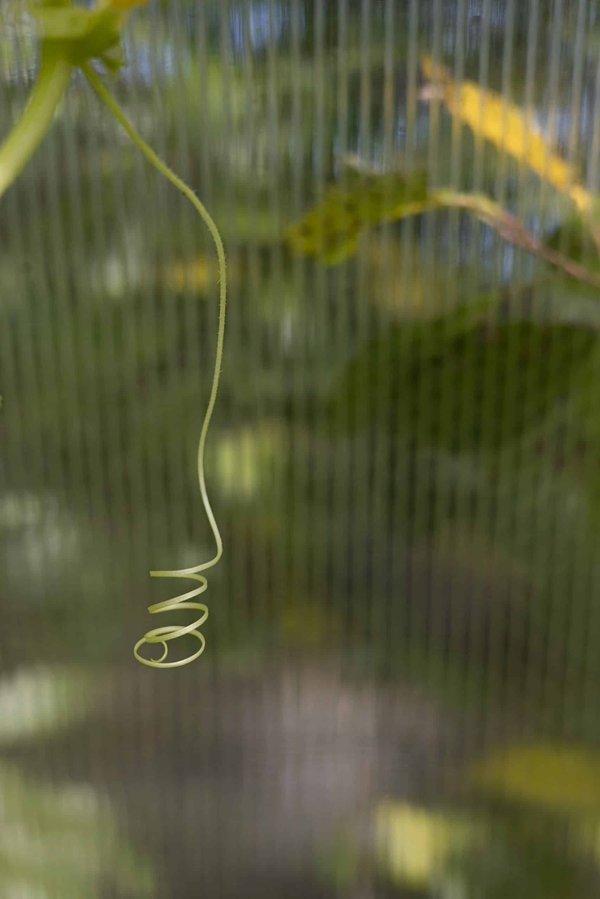 Comment adapter un régime alimentaire pour une gerbille diabétique?